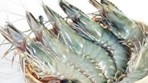 Nga sẽ dỡ bỏ lệnh cấm nhập khẩu tôm đối với Bănglađét