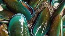 Giá vẹm tăng do nhu cầu thế giới tăng