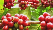 Nicaragua xuất khẩu cà phê tăng 24,8% trong tháng 2/2014