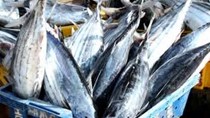 Indonesia: ngành cá ngừ đối mặt với nhiều thách thức