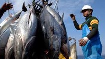 Nhật Bản sẽ cắt giảm 1/2 sản lượng khai thác cá ngừ vây xanh tại Bắc Thái Bình Dương