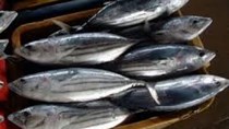 Giá cá ngừ vằn giảm