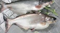 Giá cá tra tại Mỹ tăng