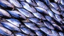 Giá cá ngừ vằn trên thị trường Thế giới vẫn ổn định