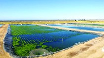 Nuôi tôm kết hợp rong biển ở Mexico