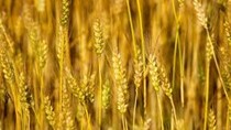Sản lượng lúa mì của Trung Quốc năm 2014 dự báo tăng 0,7%