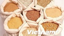 Sản lượng ngũ cốc Ấn Độ vụ 2013/14 dự báo đạt kỷ lục 264,4 triệu tấn