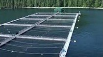 Trang trại cá hồi Marine Harvest thử nghiệm thiết bị năng lượng sóng