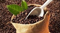 Thị trường cà phê ngày 12/6: giảm mạnh 600 đồng/kg