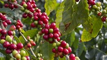 Giá cà phê Tây Nguyên tăng trở lại 40,8 triệu đồng/tấn