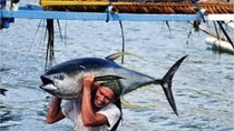 Cá ngừ vây vàng, cá kiếm của Sri Lankan được chứng nhận FOS