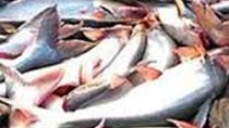 Cá tra Indonesia: Tham vọng soán ngôi đầu bảng