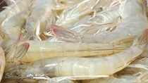 EMS tiếp tục gây thiệt hại cho tôm nuôi toàn cầu
