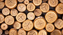 Nhập khẩu gỗ súc vào Trung Quốc tăng 76% trong tháng 3