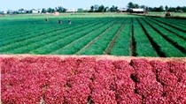 Trồng hành tím thu nhập cao, lãi bạc triệu