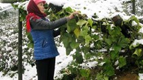 Hỗ trợ 20 triệu đồng mỗi hécta susu thiệt hại do mưa tuyết