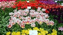 Lâm Đồng gắn nhãn hiệu chính thức “Hoa Đà Lạt” cho các loại hoa