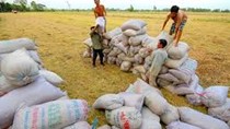 Giá lúa gạo sẽ tiếp tục giảm