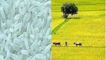 USDA: Sản lượng gạo thế giới sẽ tăng nhẹ