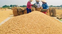 FAO: Sản lượng gạo thế giới năm 2015 sẽ hồi phục, nhưng hạ dự báo về mậu dịch