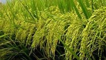 Philippine sẽ không đạt mục tiêu sản xuất gạo quý IV