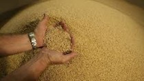 Chỉ số giá gạo toàn cầu FAO tháng 8 tăng 2%