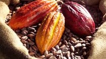 Thị trường cà phê, cacao ngày 2/4