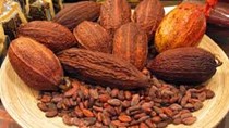 Cacao kỳ hạn tăng lên mức cao đầu tháng 5, cà phê giảm