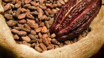 Thị trường cà phê, cacao ngày 17/4: Giá cacao vững