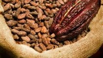 Cacao giảm xuống mức thấp nhất hơn 3 tháng, cà phê cũng giảm