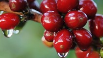 Cà phê châu Á: tại Việt Nam mức trừ lùi nới rộng, giao dịch chậm lại tại Indonesia