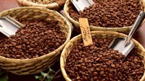 Thị trường cà phê, cacao ngày 30/1: arabica giảm xuống mức thấp 6,5 tháng