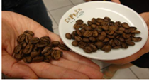 Người trồng cà phê Việt giữ hàng lại khi giá giảm