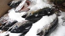 Ba Lan - thị trường XK tiềm năng cho cá ngừ Việt Nam