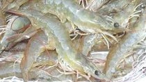 Cà Mau: Tôm sú tăng liên tục, tôm thẻ chân trắng rớt giá mạnh