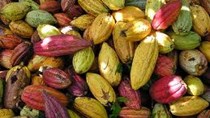 Giá cacao giảm từ đỉnh hai năm rưỡi, cà phê tăng