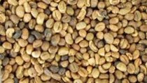 Thị trường cà phê, cacao ngày 26/6: Cà phê Tây Nguyên giảm cùng với giá thế giới