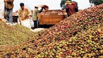 Cà phê tăng ngày thứ hai do lo ngại vụ mùa của Brazil