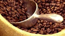 Giá cà phê Tây Nguyên giảm