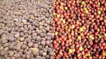 Giá cà phê arabica rời xa đỉnh 2 năm, cacao tăng