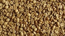 Giá cà phê Tây Nguyên giảm