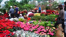 Hà Nội, TP. HCM tổ chức 177 chợ hoa Xuân