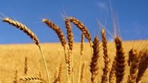 Nhập khẩu lúa mì tăng trong 6 tháng đầu năm 2014