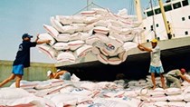 Kim ngạch xuất khẩu gạo sang các thị trường 8 tháng đầu năm 2010