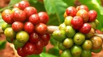 Giá cà phê robusta có thể trở lại mức cao như giữa tháng 10