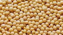 Sản lượng đậu tương Ấn Độ sẽ đạt mức cao kỷ lục