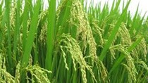 Mậu dịch gạo toàn cầu sẽ giảm 3% năm 2013