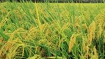 Xuất khẩu gạo Thái lan có thể dưới 6,9 triệu tấn