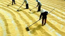 Thống kê và dự báo thị trường gạo Việt Nam