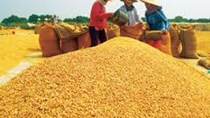 USDA giảm dự báo về XK gạo Việt Nam 2013 xuống 7,2 triệu tấn